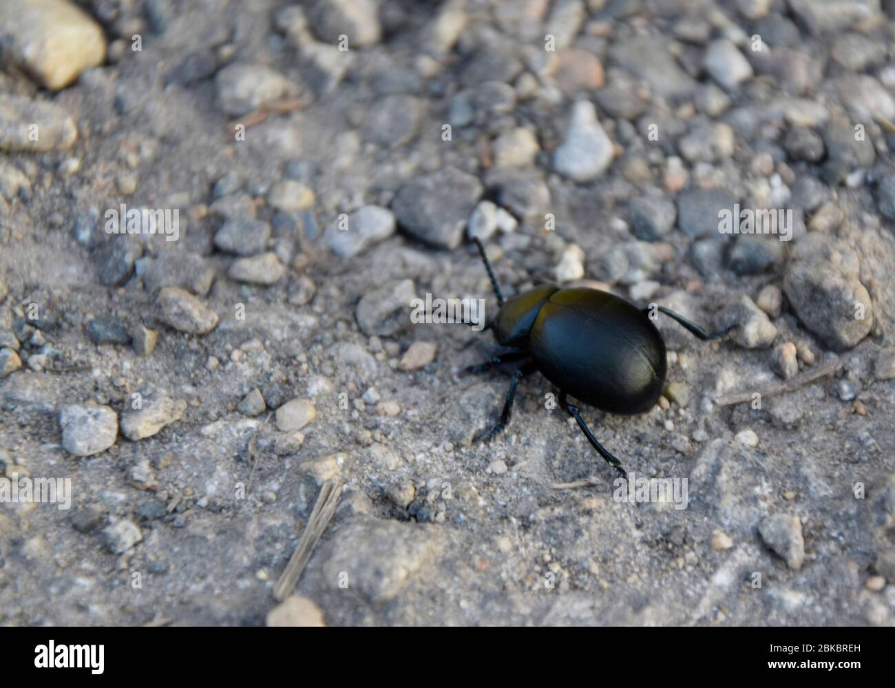 Sanguinosa naso-beetle Foto Stock