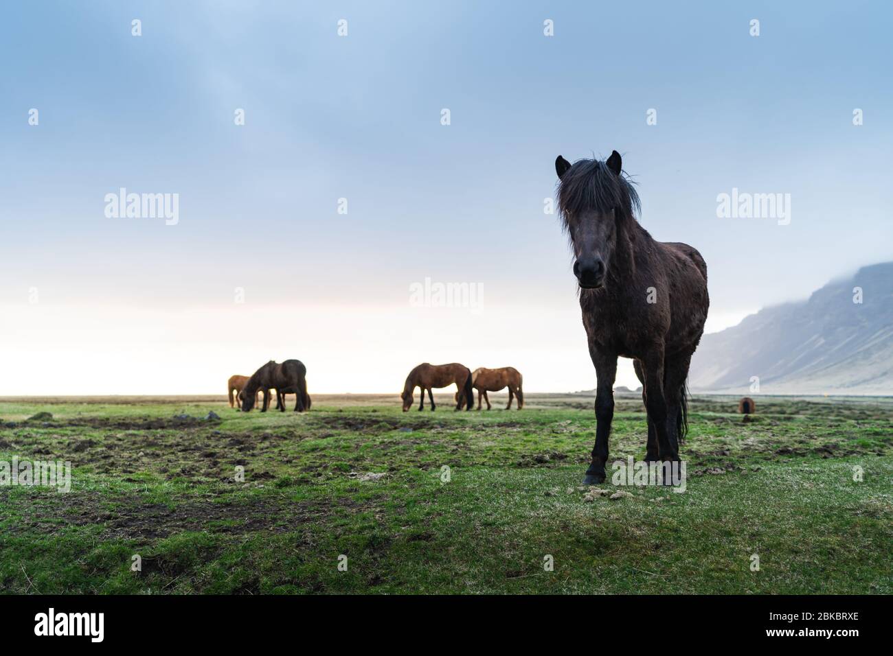 Cavalli islandesi sono molto uniche creature per l'Islanda. Questi cavalli sono più probabile pony ma molto più grande e sono in grado di sopravvivere Foto Stock