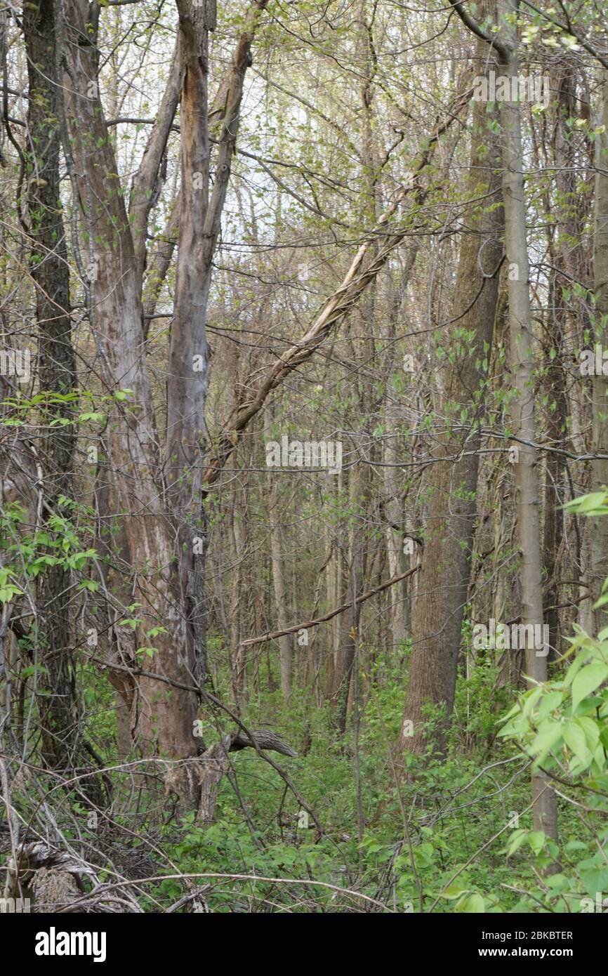 Mostra nel bosco Foto Stock