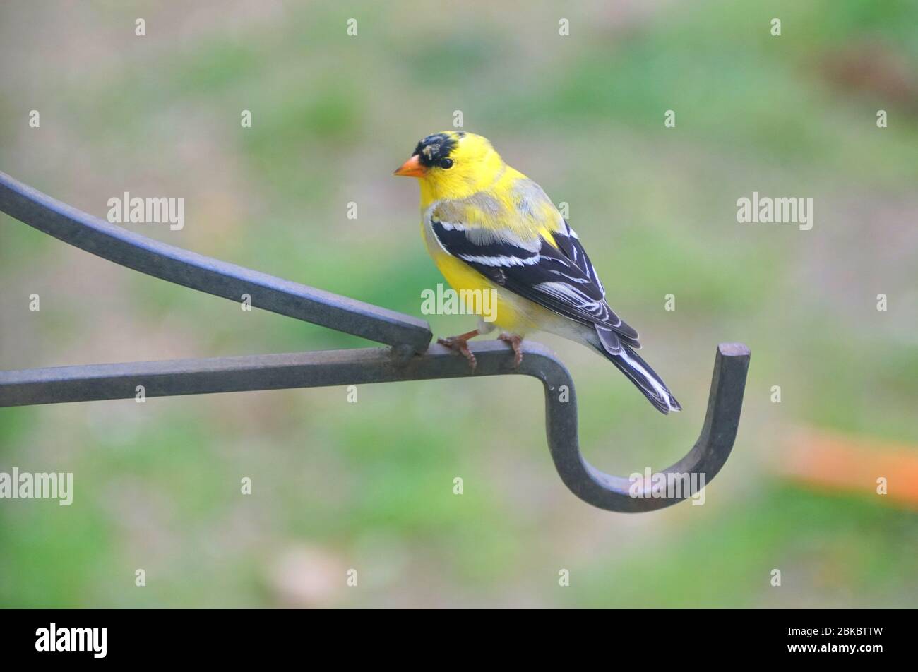 Un bel Goldfinch americano che si appollaiano sul palo di metallo Foto Stock