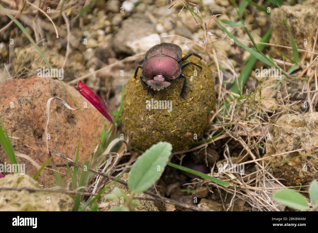 Un coleottero di sterco marrone Onthophagus gazella Fabricius) rotolare una palla di sterco lungo il terreno, Kenya, Africa orientale Foto Stock