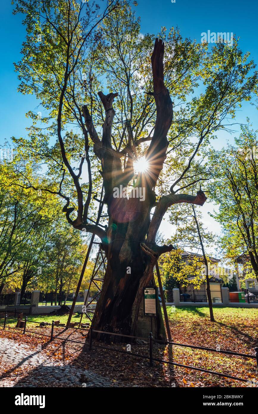 Uno degli alberi più antichi della Polonia. Albero di quercia di quasi 1000 anni chiamato Mieszko i situato a Varsavia. Foto Stock