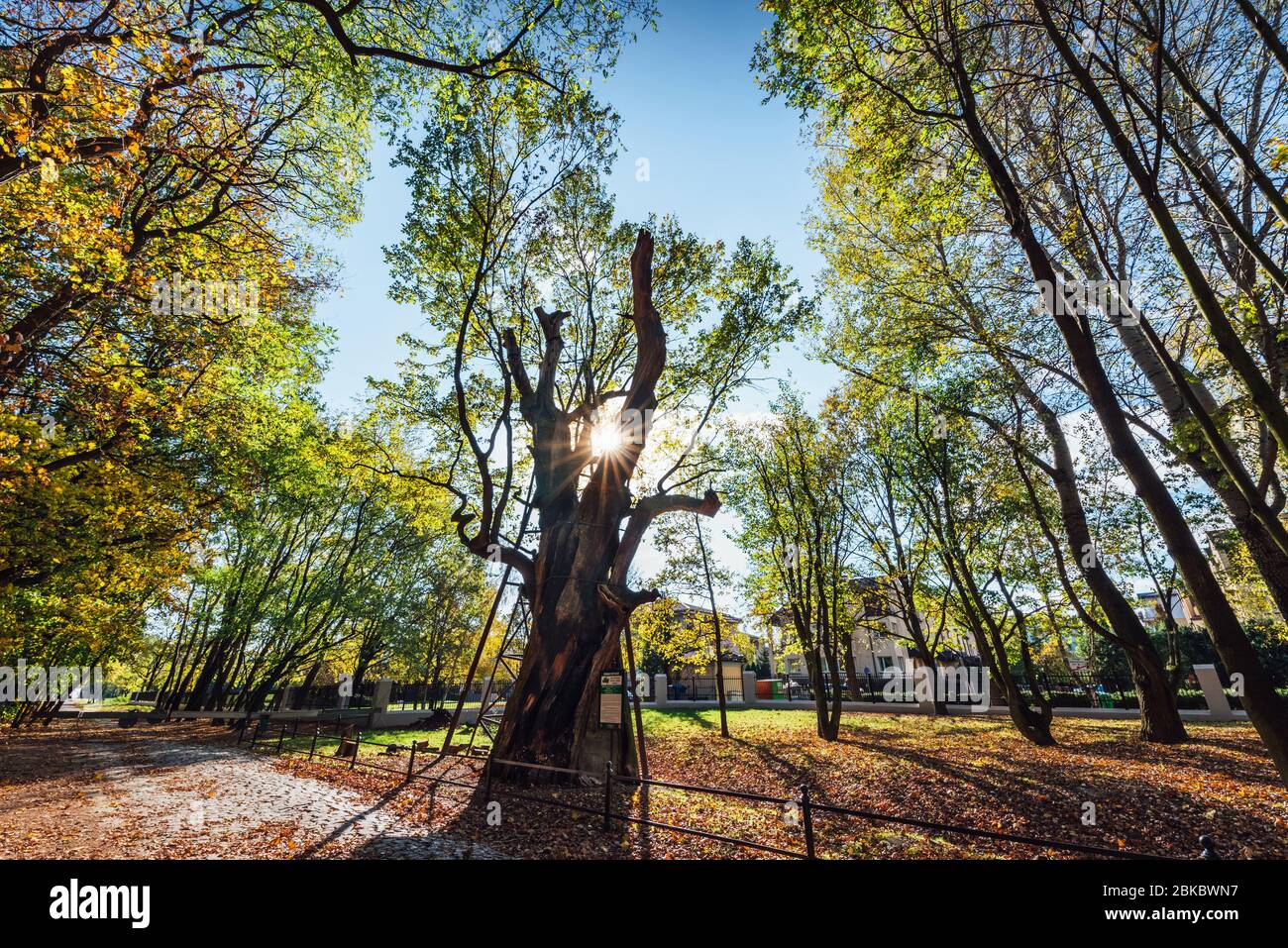 Uno degli alberi più antichi della Polonia. Albero di quercia di quasi 1000 anni chiamato Mieszko i situato a Varsavia. Foto Stock