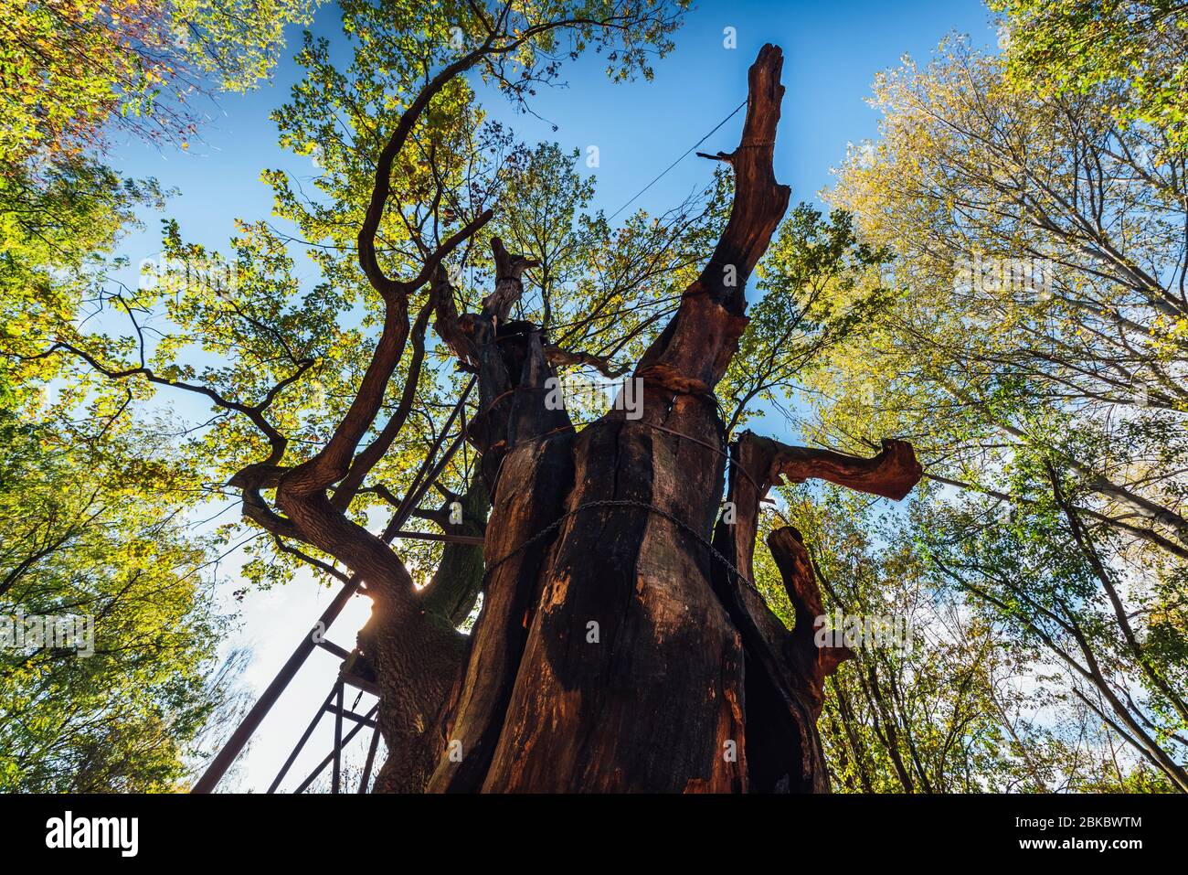 Uno degli alberi più antichi della Polonia. Albero di quercia di quasi 1000 anni chiamato Mieszko i situato a Varsavia. Foto Stock