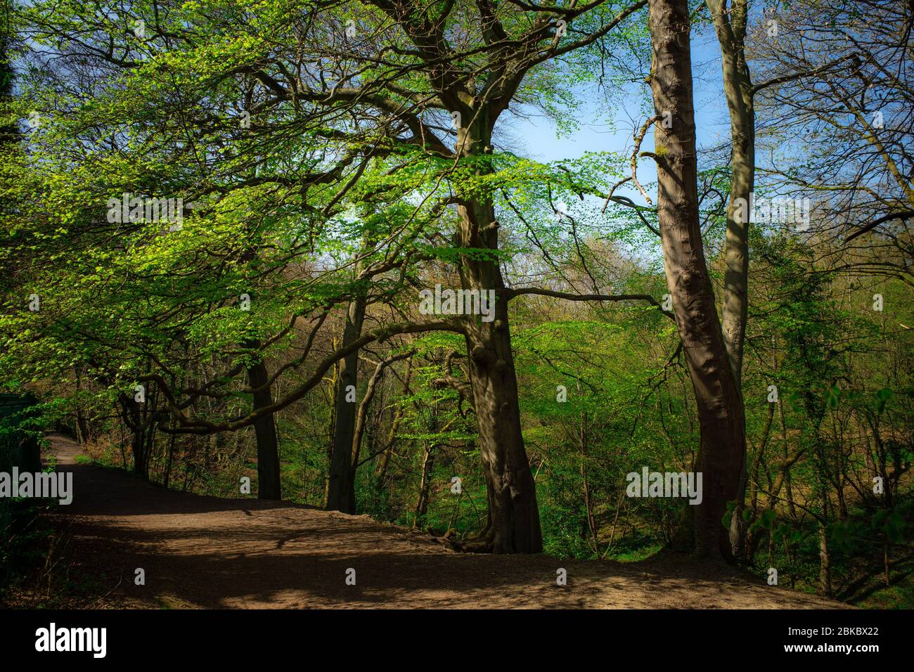 Bosco di faggio Scene in primavera Foto Stock