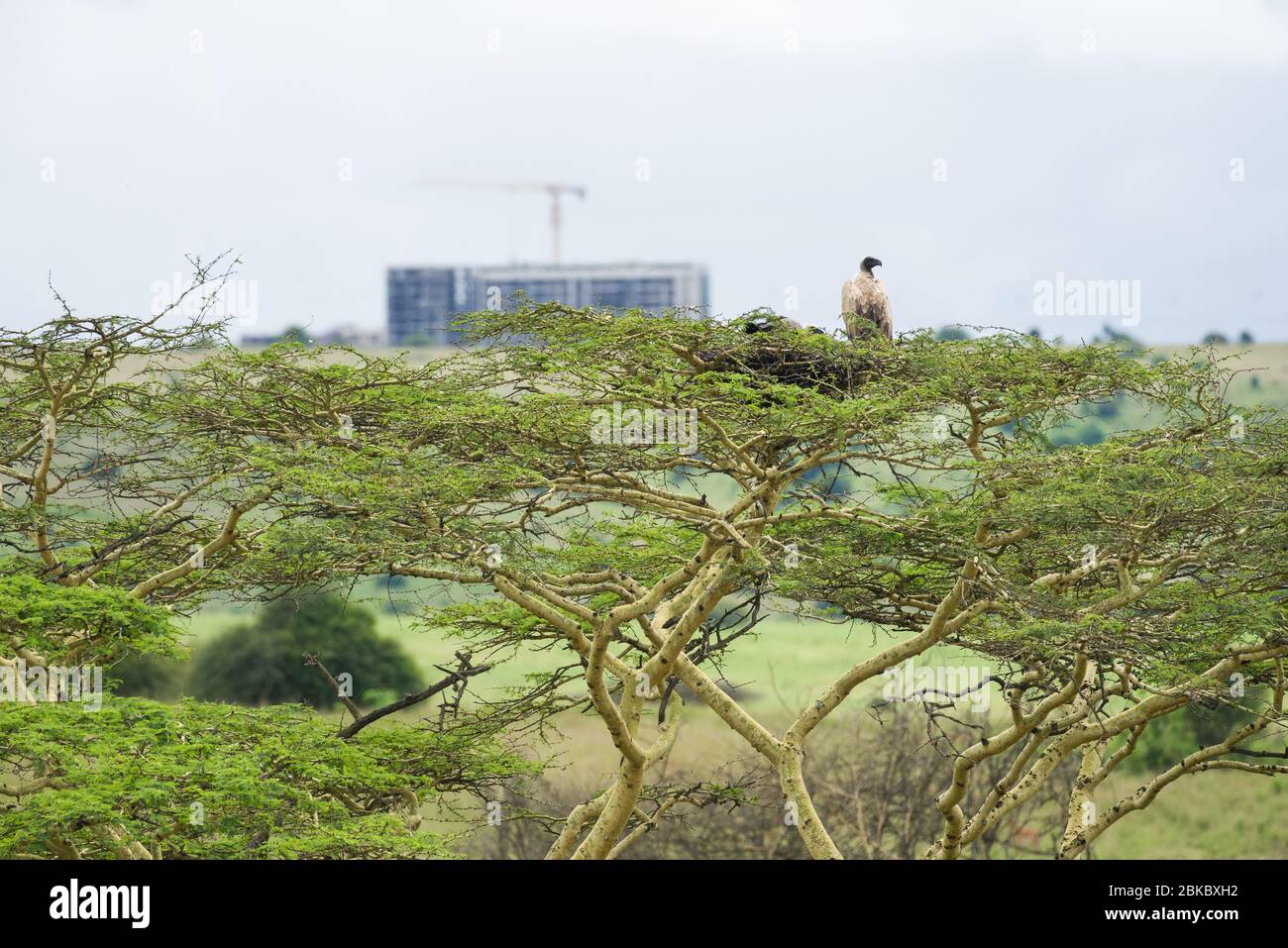Avvoltoio bianco (Ghips africanus) da nido in Acacia albero con costruzione di edifici in background, Nairobi National Park, Kenya Foto Stock