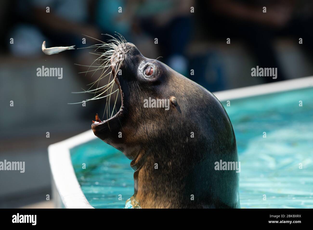 Un leone marino mangia un pesce durante uno spettacolo Foto Stock