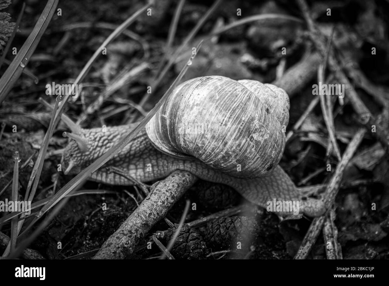 Una grande lumaca romana si incammina attraverso il pavimento umido della foresta Foto Stock