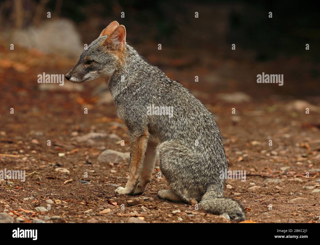 Sechuran Fox (Pseudalopex sechurae) adulto seduto a terra Chaparri, Perù febbraio Foto Stock