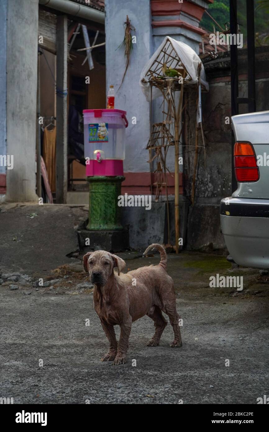 Un cane vicino ad un secchio d'acqua con sapone liquido messo di fronte alla casa residenziale per habituate lavaggio delle mani in Serokodan borgo durante il governo di Lockdown.Bali ha messo Serokadan, un villaggio di Bali sotto blocco da aprile 30. La decisione di Lockdwown è stata presa per impedire che il virus corona si diffonda ulteriormente dopo che i primi risultati di test rapidi di 443 sono ritornati 'attivi'. Foto Stock