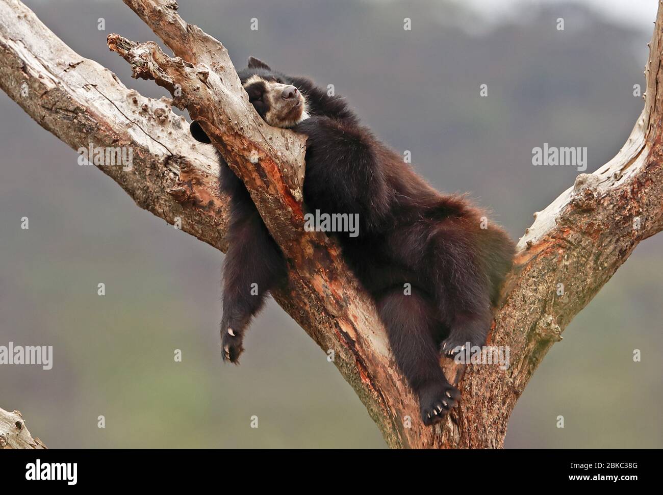 Orso spettacolare (Tremarctos ornatus) adulto addormentato in albero al centro di riabilitazione Chabarri, Perù Febbraio Foto Stock