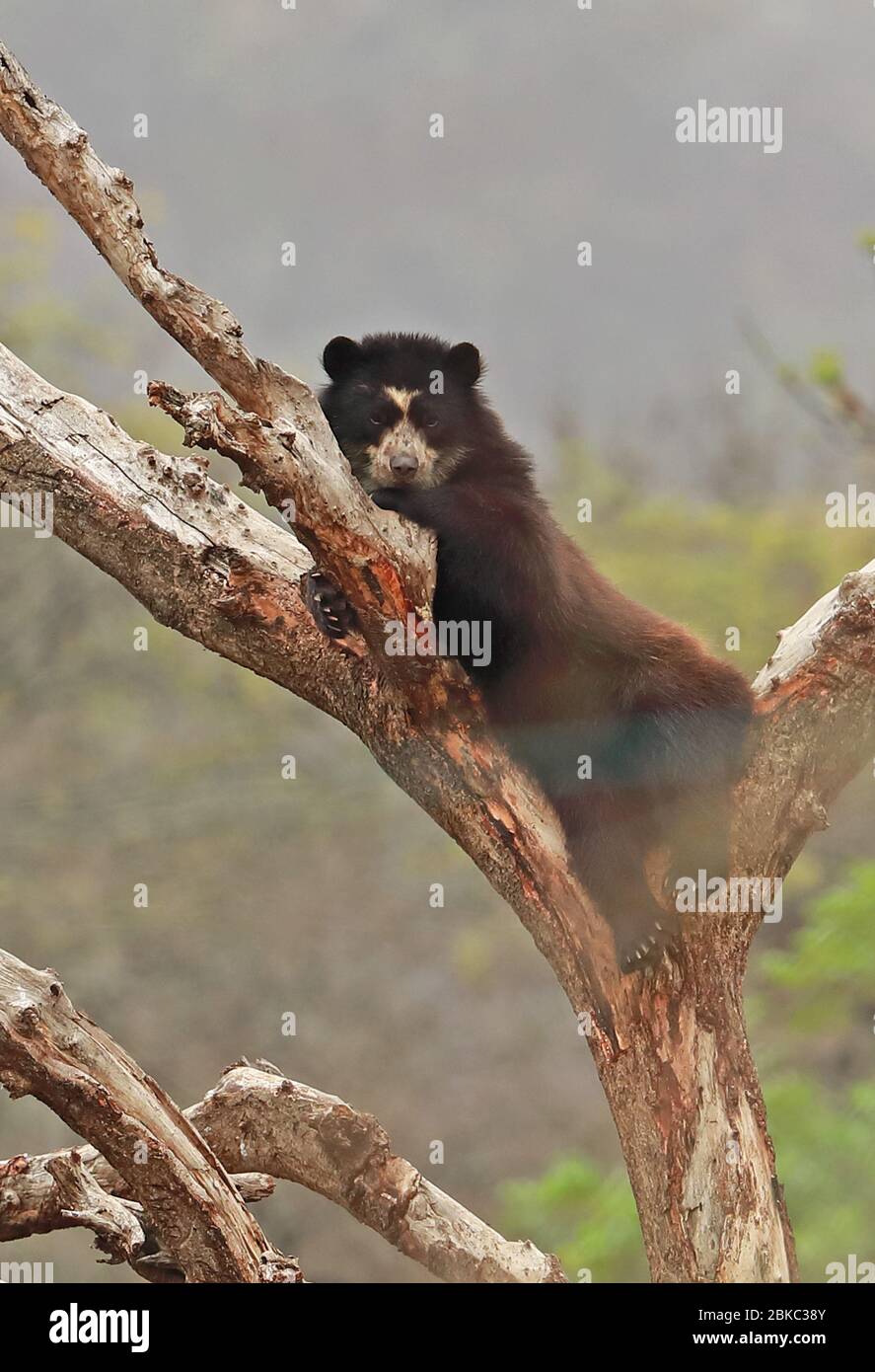 Orso spettacolare (Tremarctos ornatus) adulto riposante in albero al centro di riabilitazione Chabarri, Perù febbraio Foto Stock