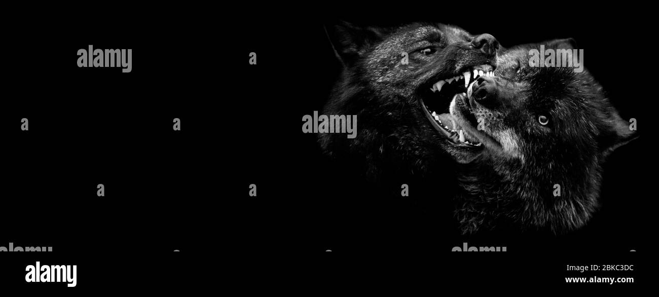 Il lupo nero lotta con uno sfondo nero Foto Stock