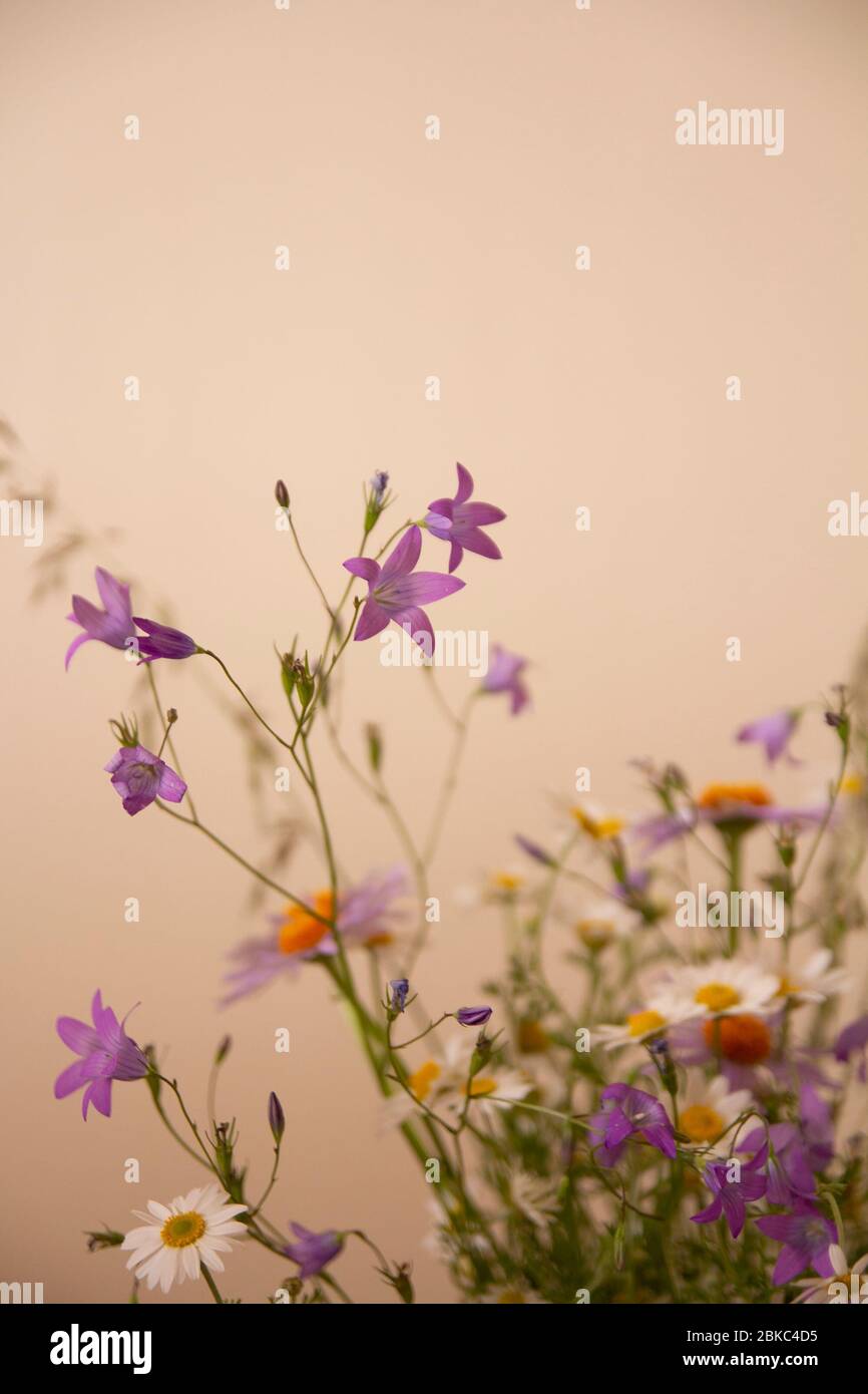 mazzo di fiori selvatici prato Foto Stock