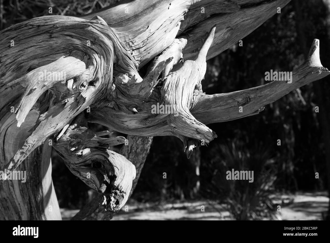 Astrazione in Driftwood in bianco e nero Foto Stock