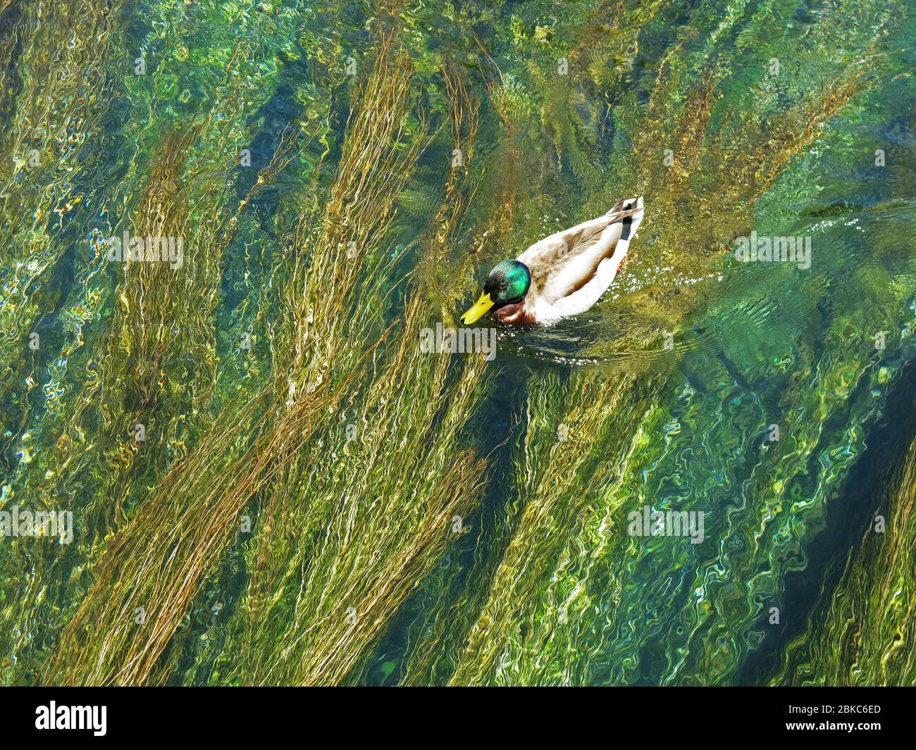 Piccola anatra nuotare tra variopinte canne d'acqua nel fiume Almyros, Creta, Grecia. Foto Stock