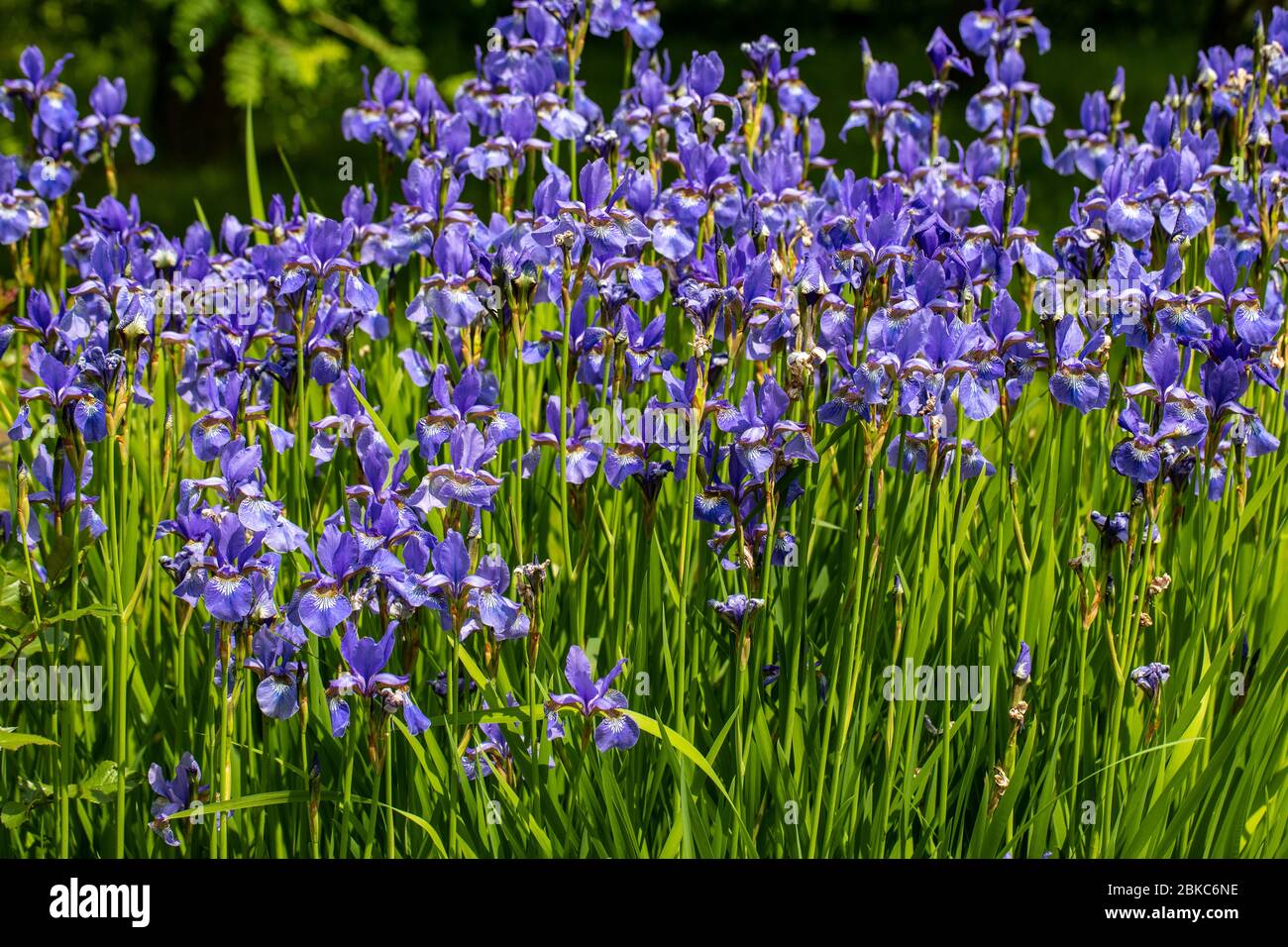 Fiori blu Iris versicolor splendidamente in fiore nel giardino Foto Stock