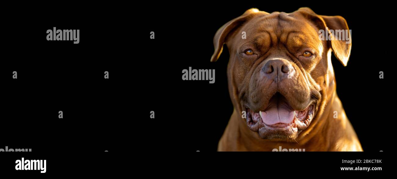 Mastiff francese con fondo nero Foto Stock