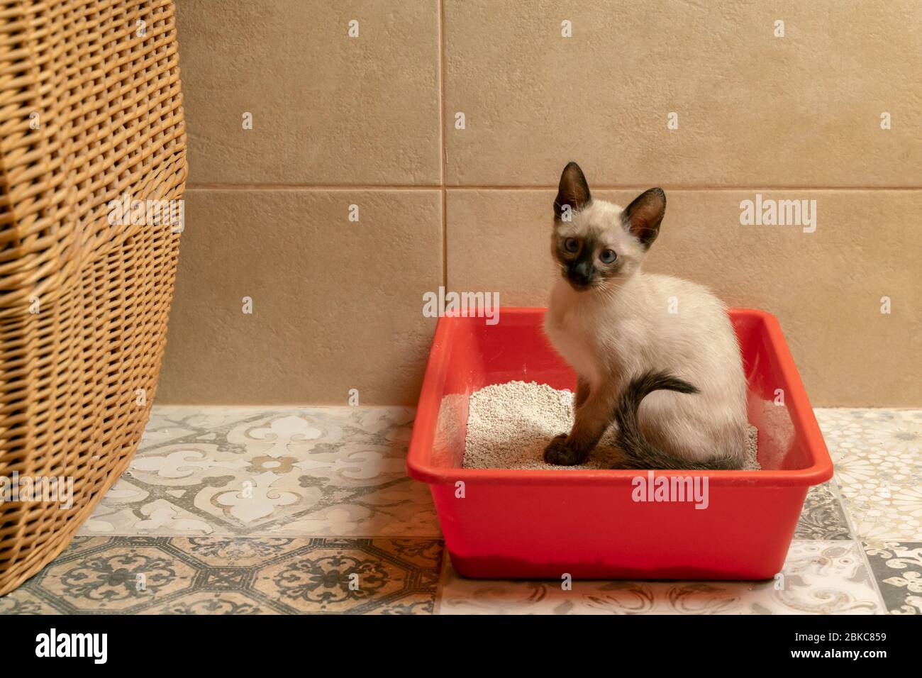 gattino siamese, maneggiato in casa, seduto nel gabinetto del gatto o nella cassetta per cuccioli Foto Stock