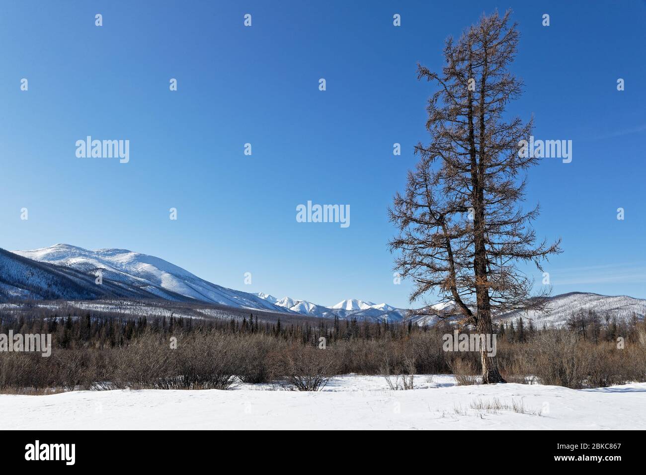 Albero solitario in un paesaggio invernale mongolo Foto Stock
