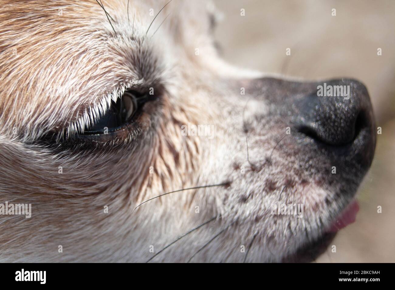 Chihuahua look elegante closeup con occhi neri Foto Stock