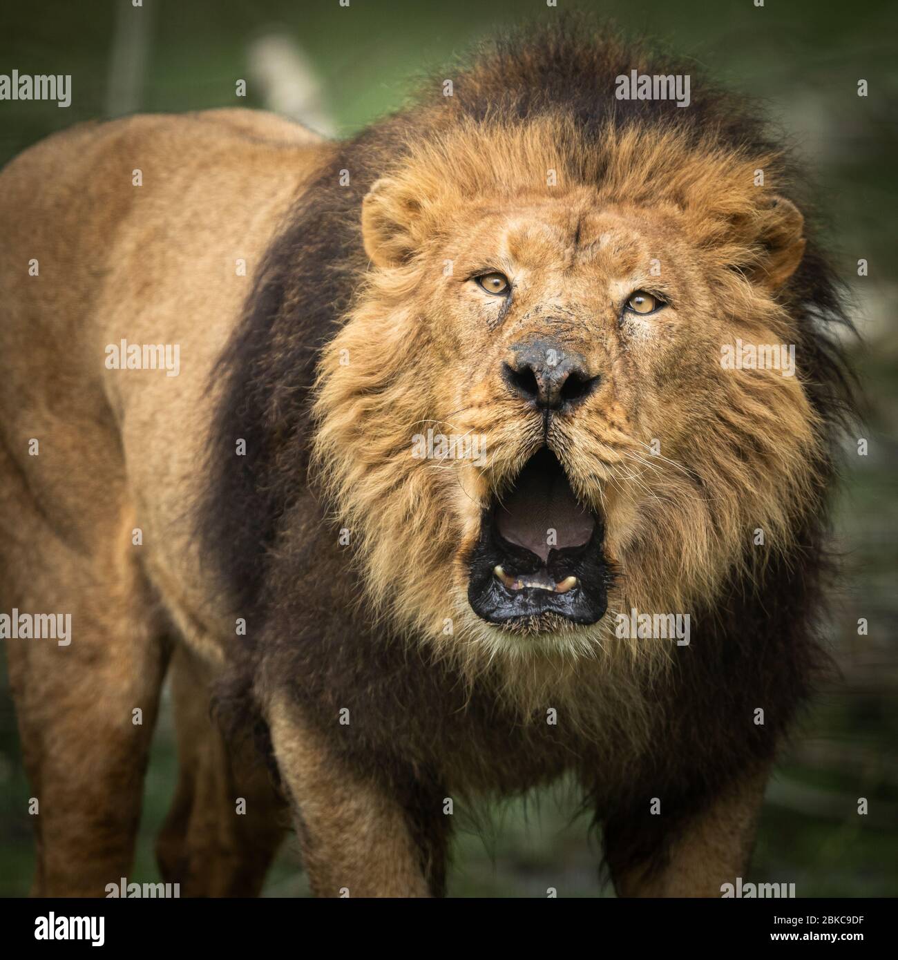 Ruggito di un leone asiatico Foto Stock