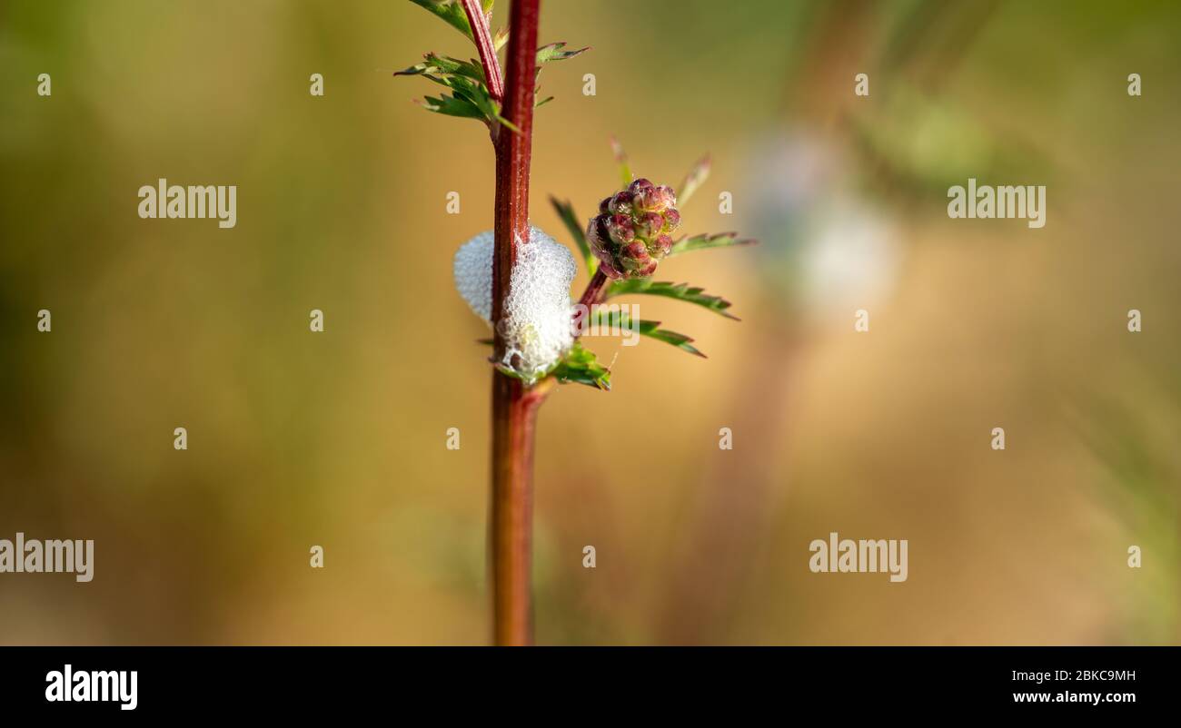 Primo piano di boccioli di fiori rossi Foto Stock