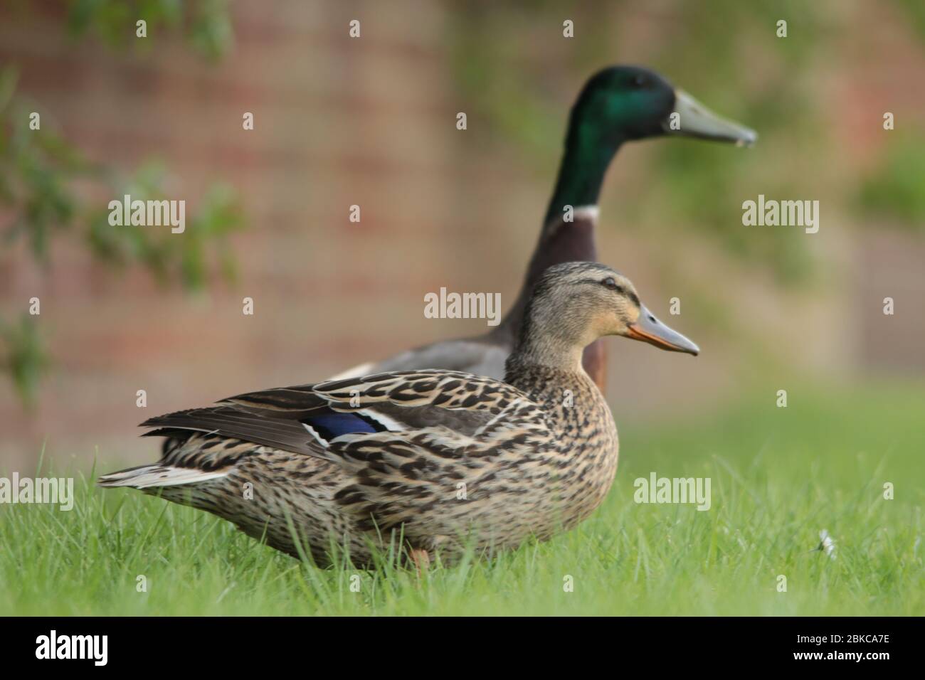 Coppia di anatre Mallard maschio e femmina Foto Stock