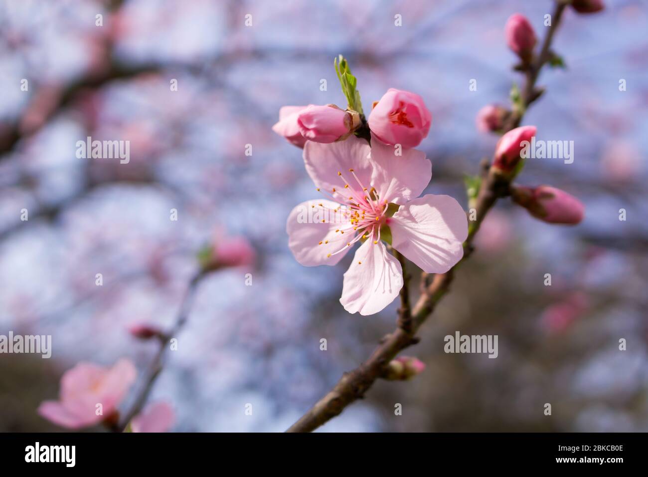 Il colore vibrante e la fragranza dolce dei fiori di pesca sono accolti dopo l'inverno. Foto Stock