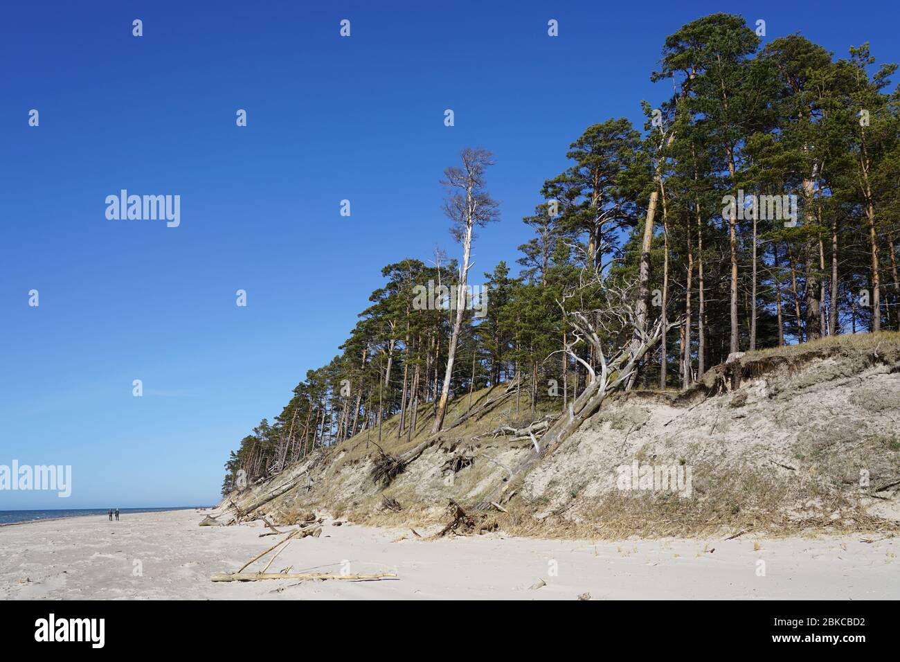 Erosione della costa del Mar Baltico da forti venti Foto Stock