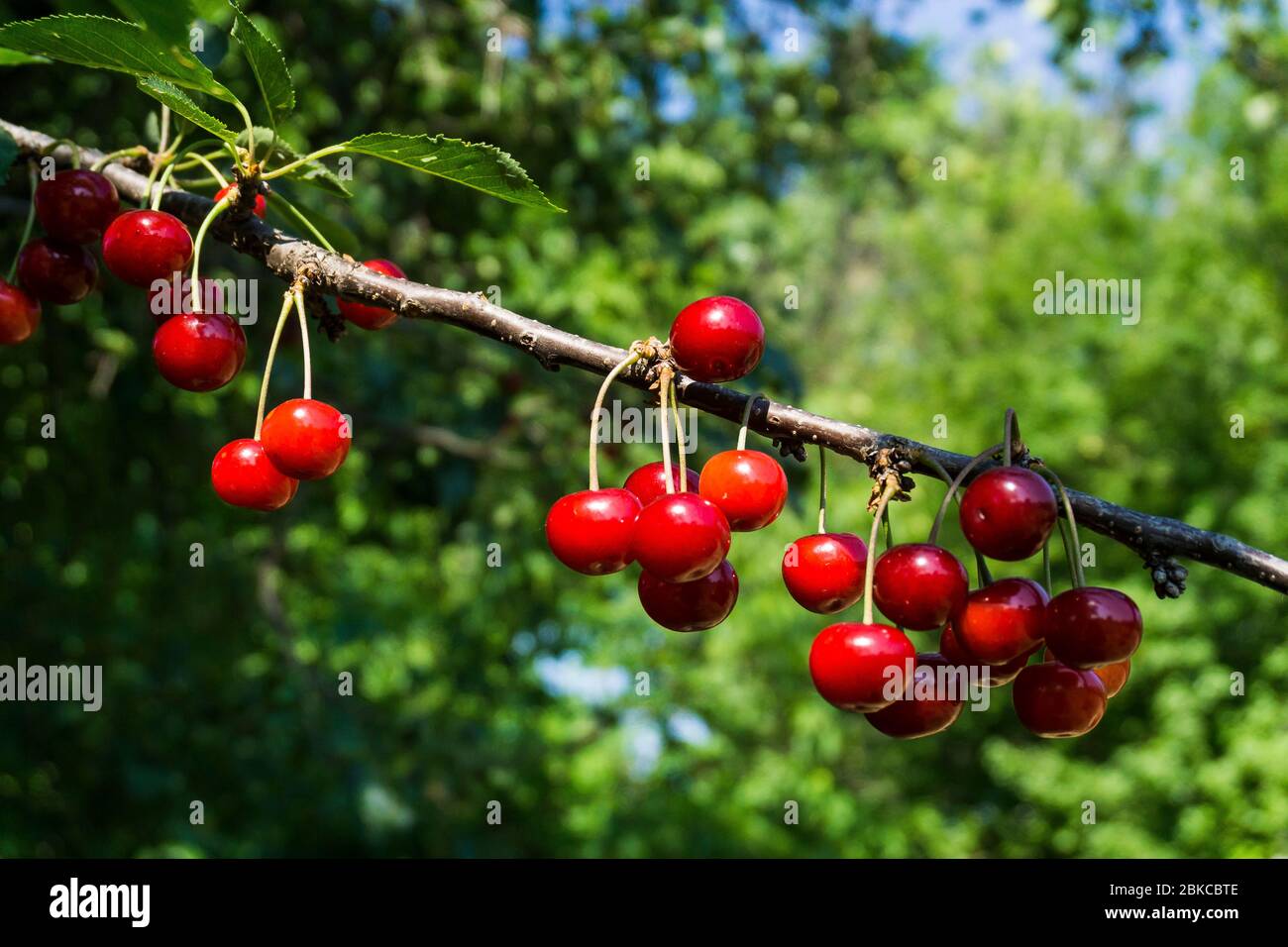 Stagione delle ciliegie in Bulgaria Foto Stock
