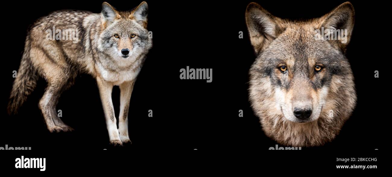 Modello di Coyote e lupo con sfondo nero Foto Stock