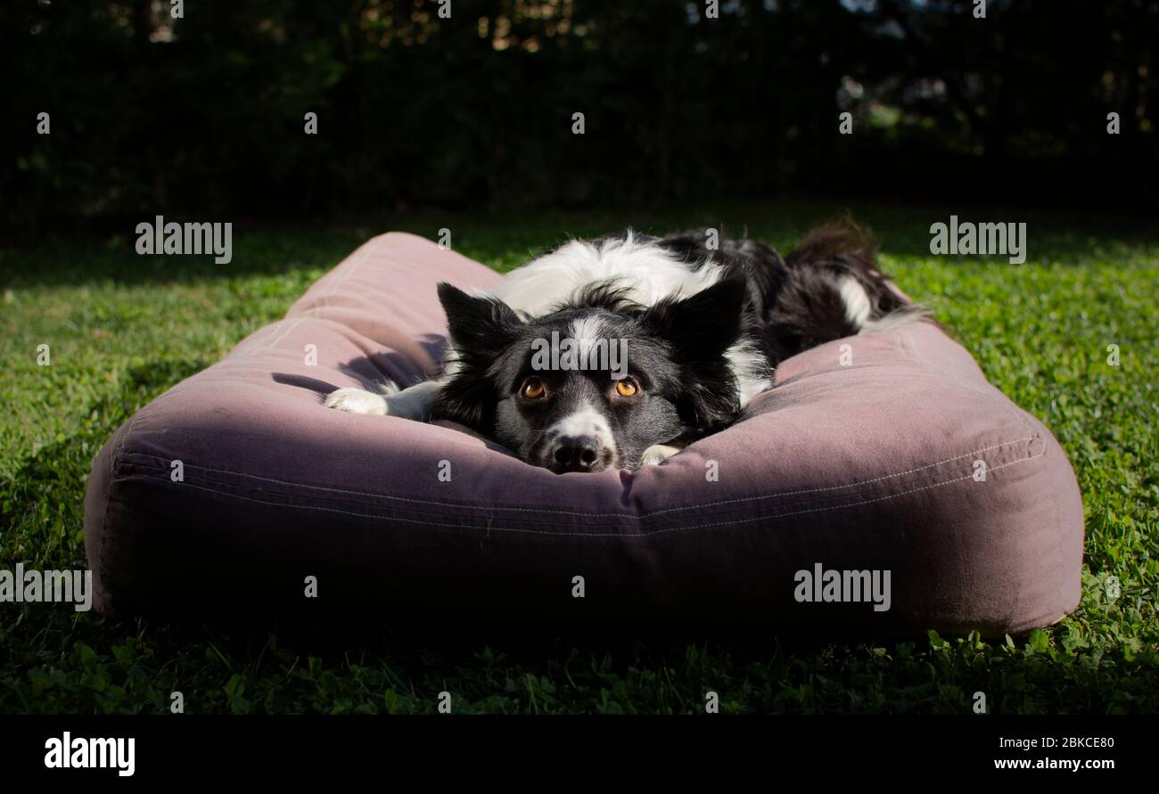 closeup di un meraviglioso cucciolo di collie di bordo che giace sul cuscino nel prato Foto Stock