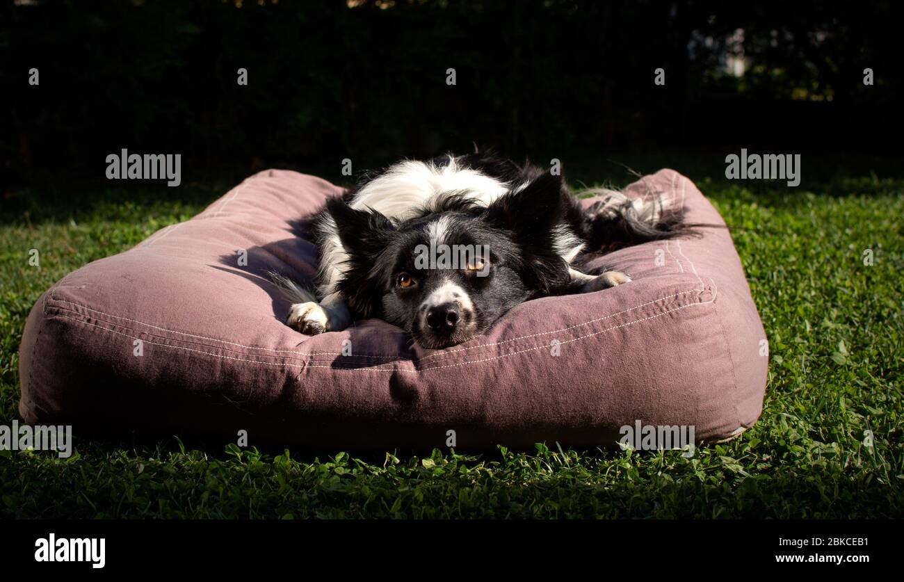 Un primo piano di un meraviglioso cucciolo di collie di bordo sdraiato sul cuscino nel prato. Foto Stock