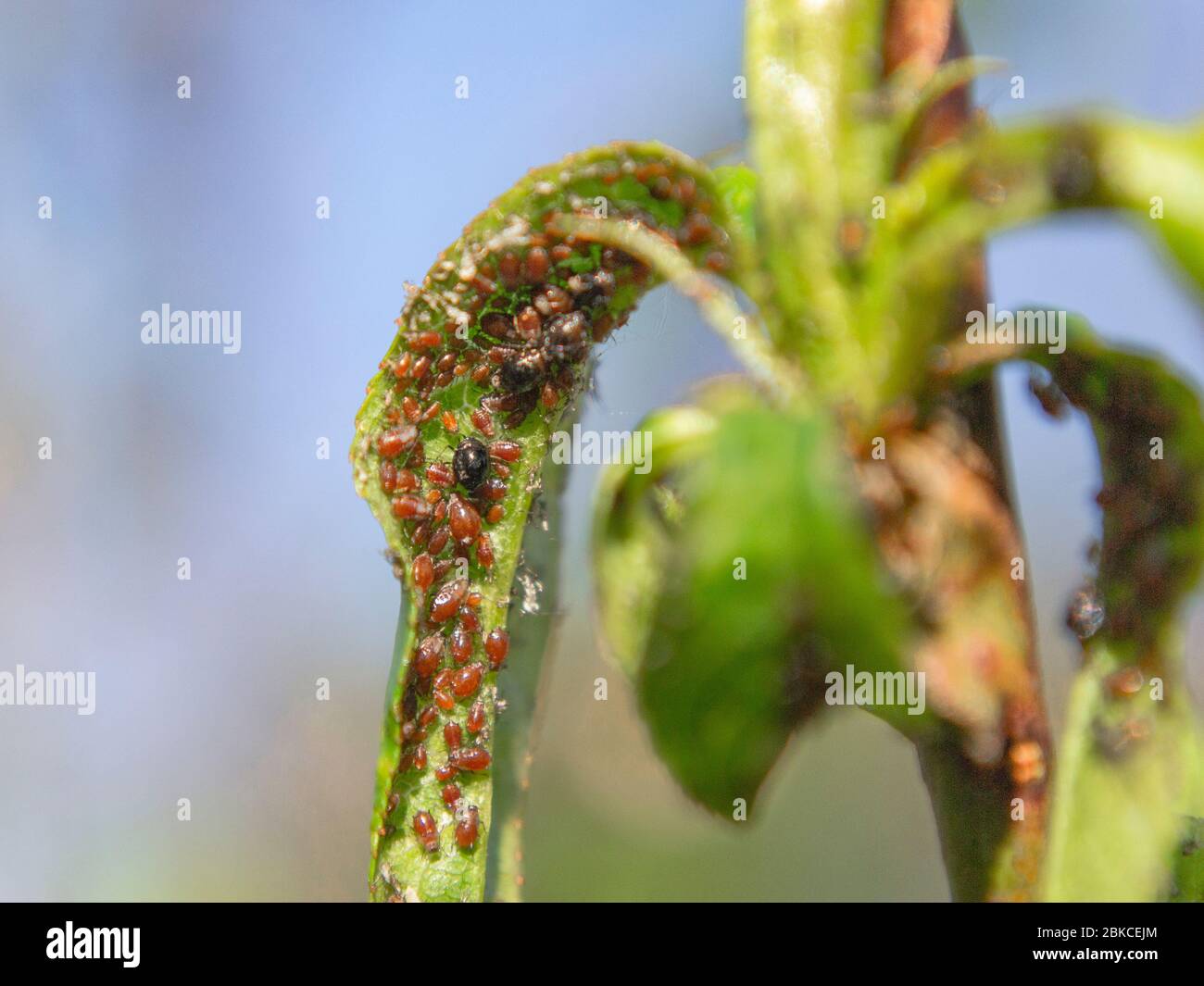 Brachycaud persicae, afidi nere sulle foglie di pesca Foto Stock
