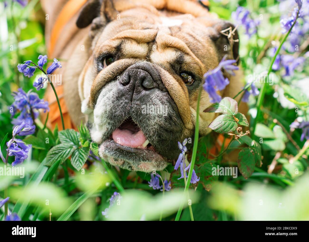 Red English/British Bulldog Dog cercando e prendendo cibo da la mano in campo di colza in primavera calda giornata di sole Foto Stock