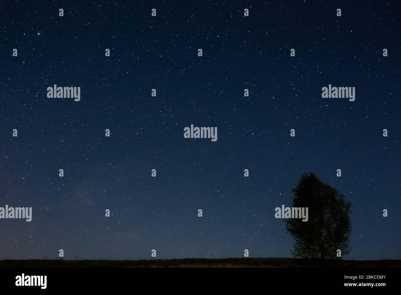 Albero sullo sfondo del cielo stellato Foto Stock