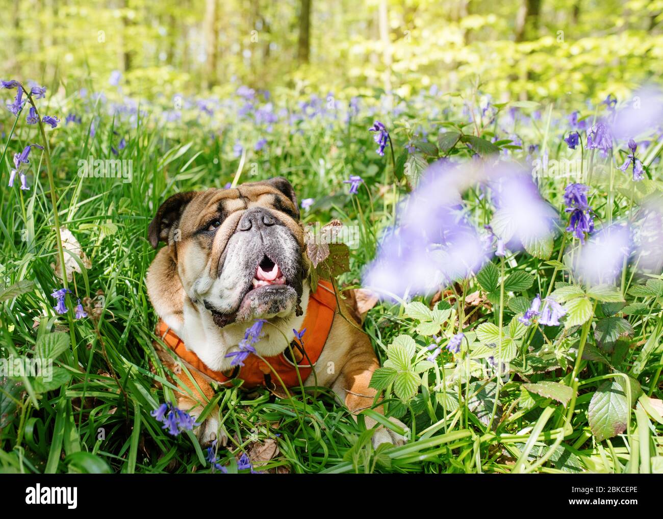 Red English/British Bulldog Dog cercando e prendendo cibo da la mano in campo di colza in primavera calda giornata di sole Foto Stock