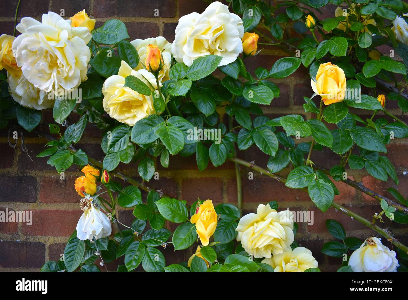 Le rose sono piante dure spinosi multifetali coltivate per i suoi fiori o utilizzate nell'industria del profumo il profumo piacevole proviene dalle ghiandole microscopiche sui petali Foto Stock