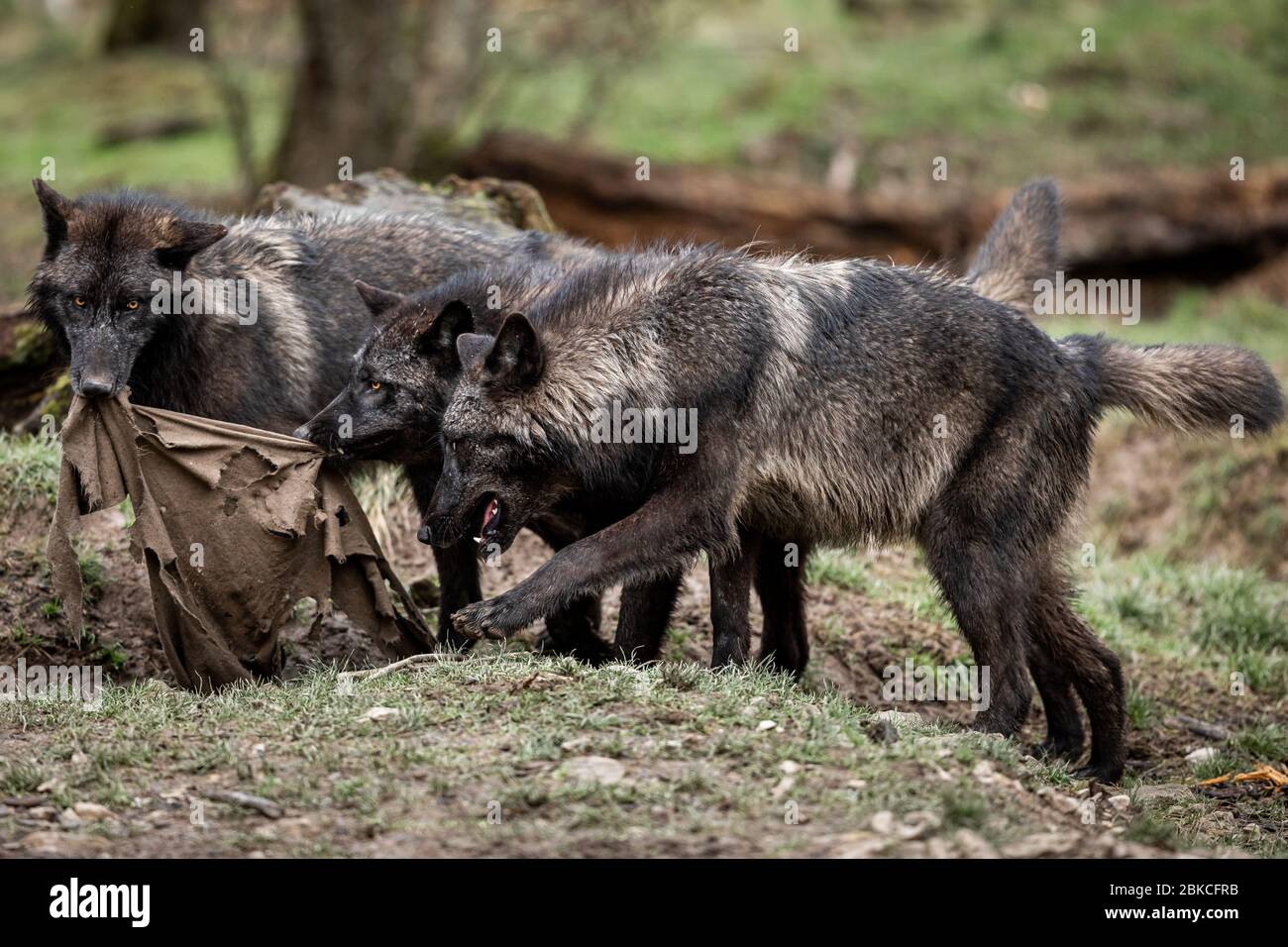 Timberwolf giocare nella foresta Foto Stock