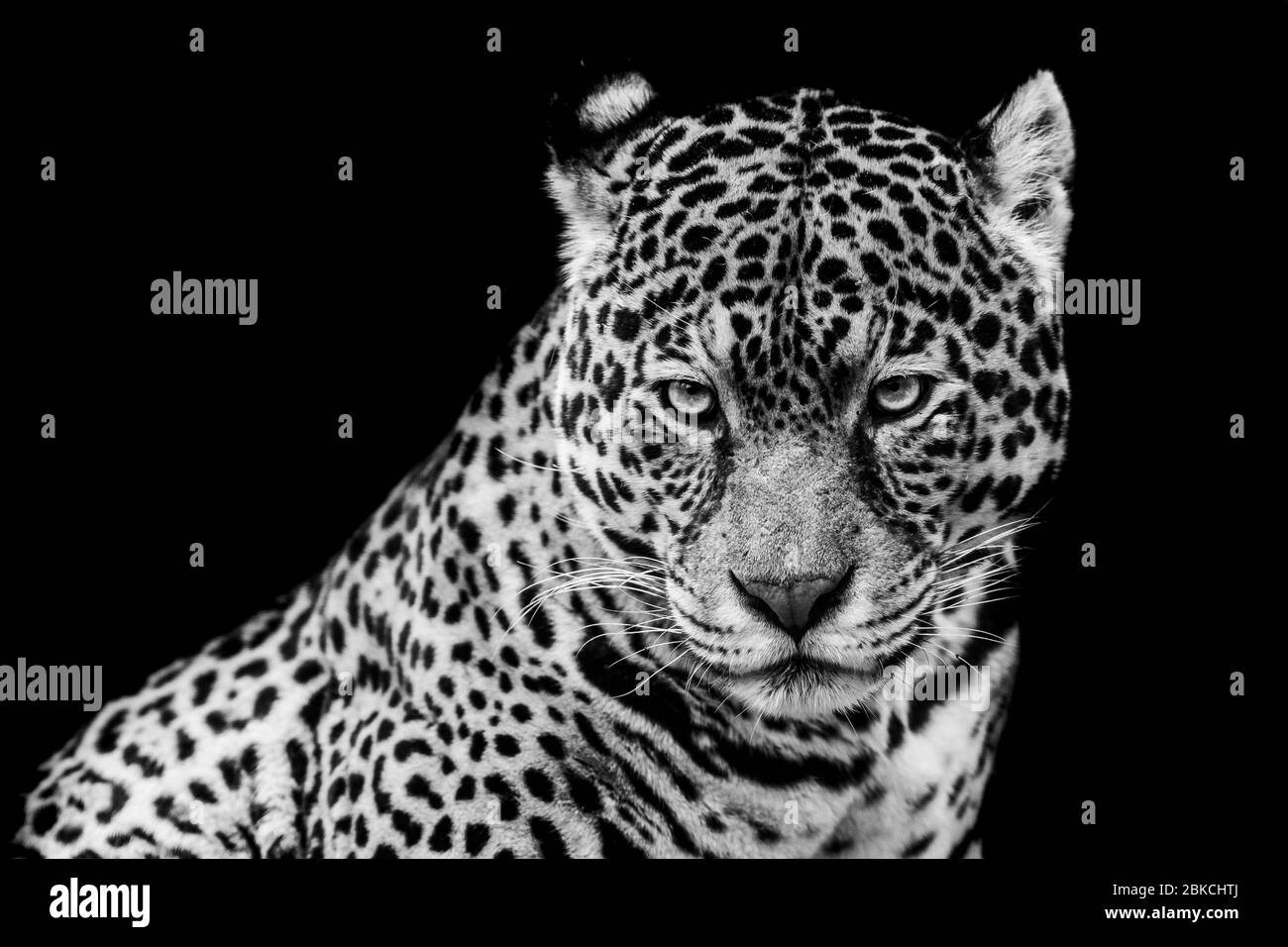 Jaguar con sfondo nero in bianco e nero Foto Stock