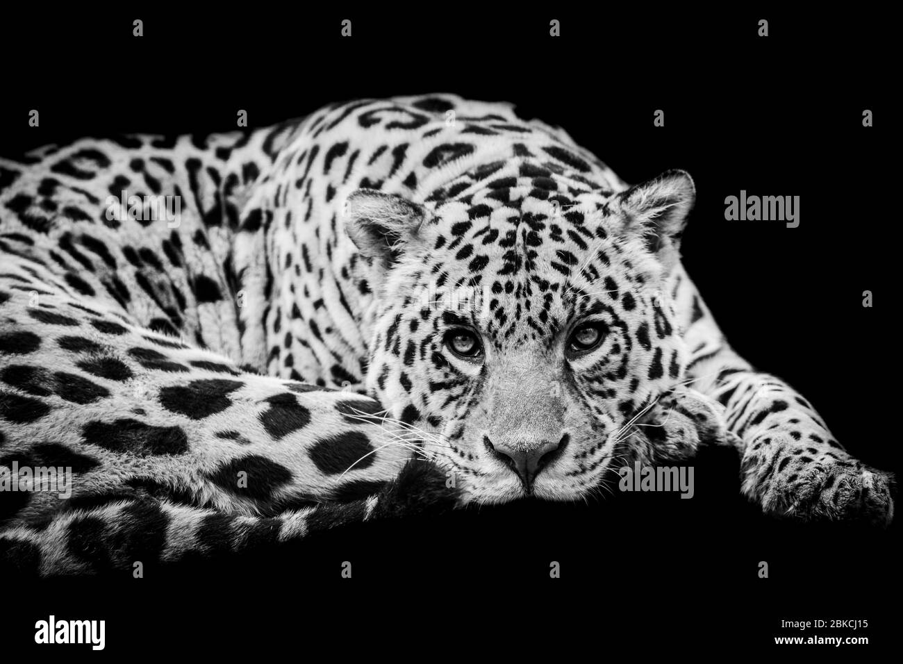 Jaguar con sfondo nero in bianco e nero Foto Stock