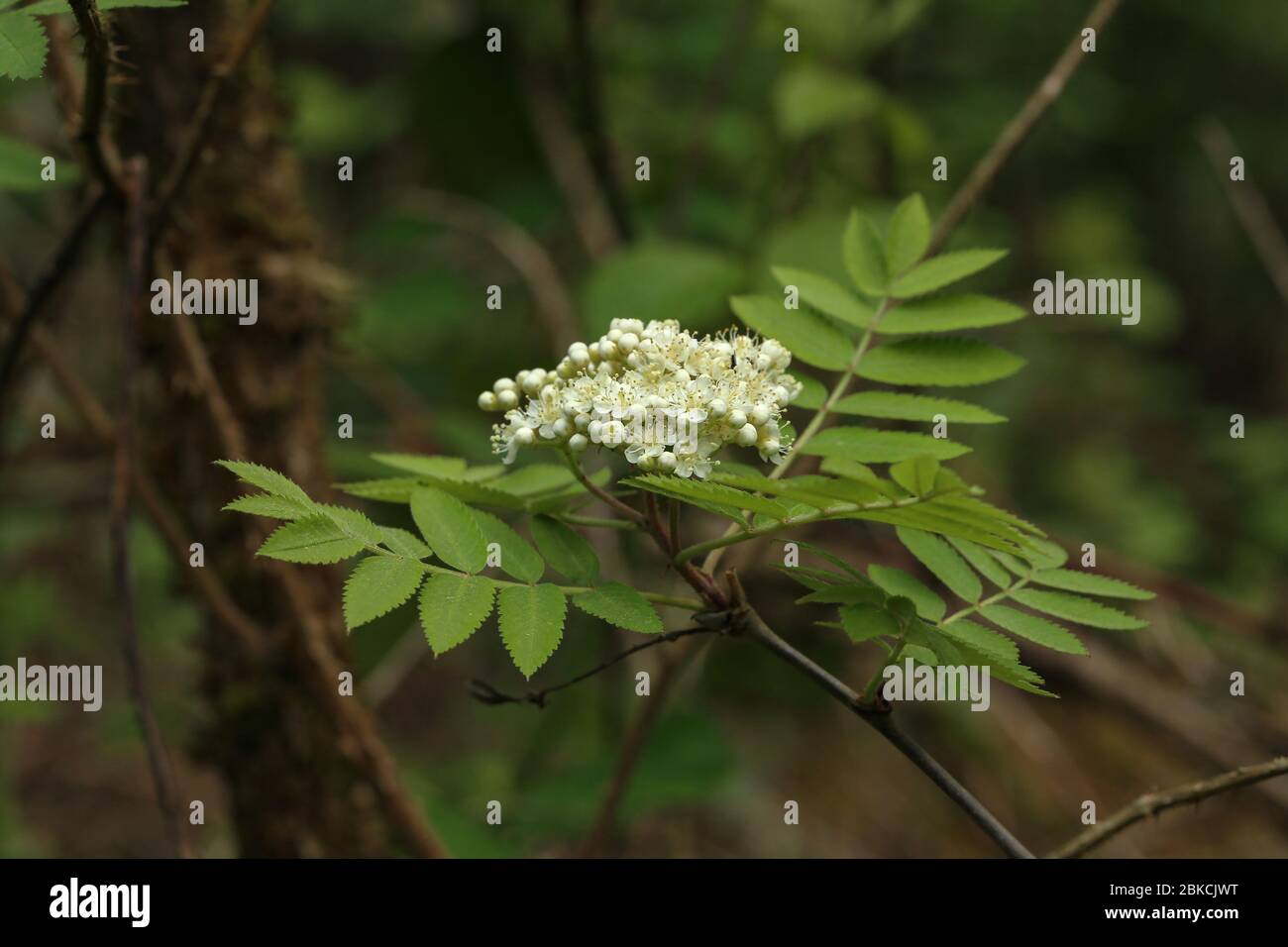 Ramo Rowan con infiorescenza su sfondo verde Foto Stock