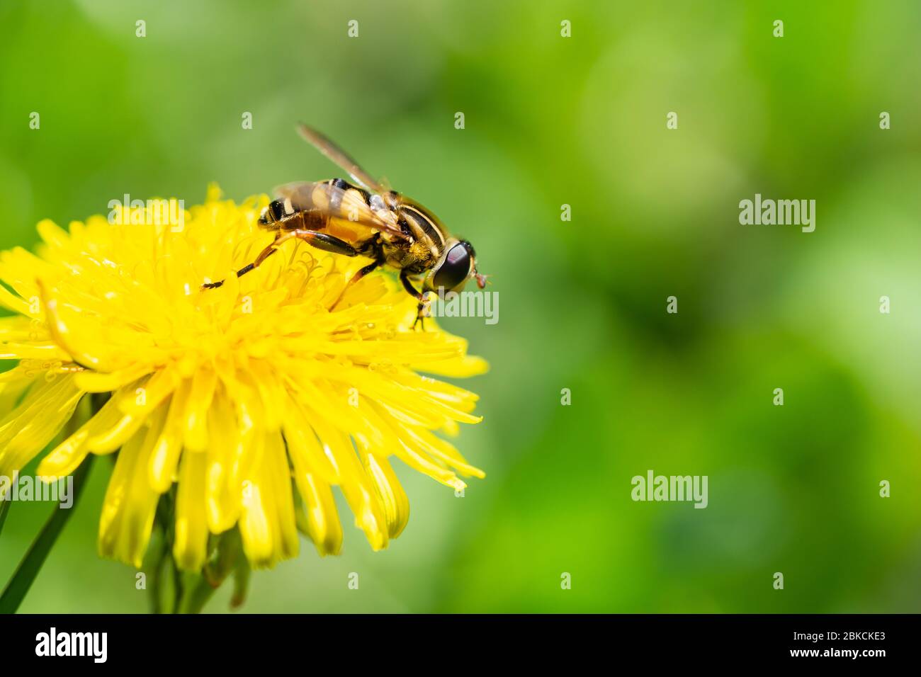 Volo di palude a testa stretta sul fiore di dente di leone Foto Stock