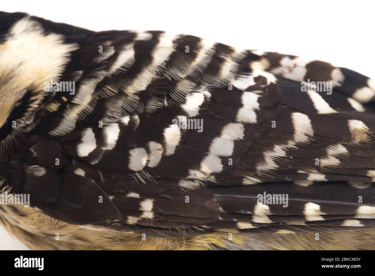 Uccello Picchio orrefatto (Dendrocopos macei) isolato su sfondo bianco Foto Stock