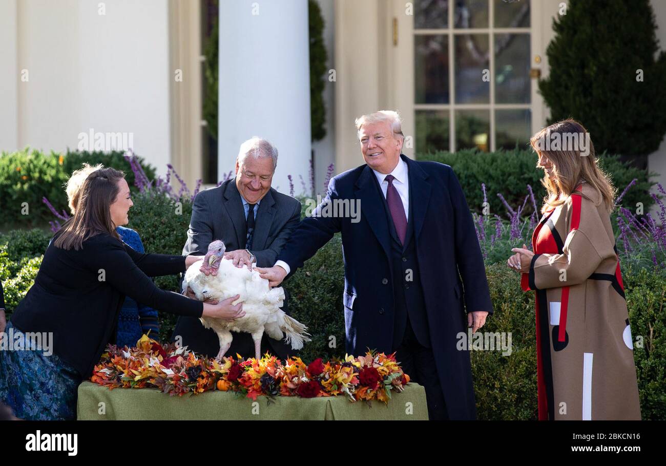 Il 20 novembre 2018, il presidente Donald J. Trump, con la First Lady Melania Trump, perdonò due tacchini, piselli e carote, durante la tradizionale cerimonia del Ringraziamento nel Rose Garden della Casa Bianca. Foto Stock
