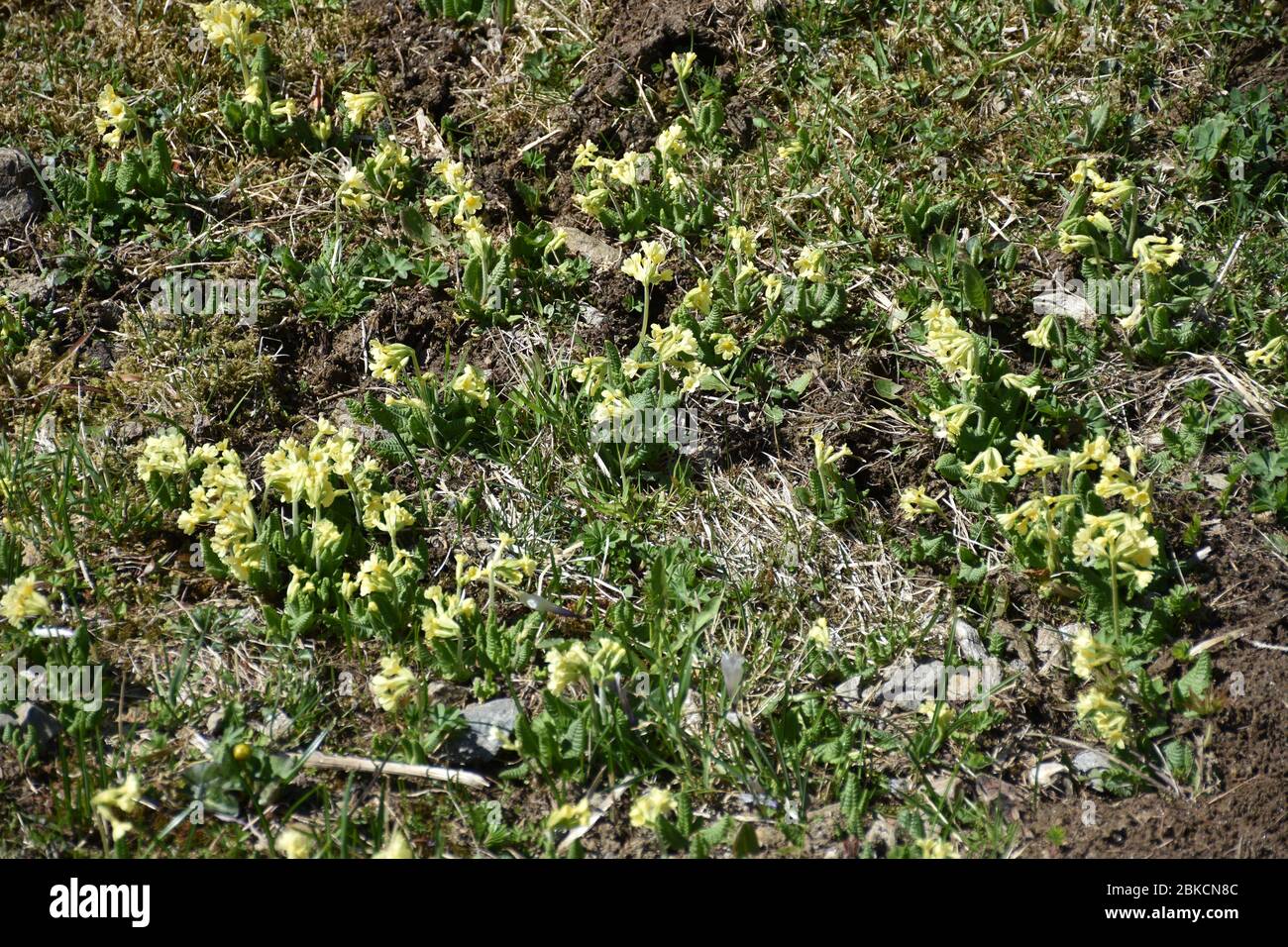 Schlüsselblume, echte Schlüsselblume, hohe Schlüsselblume, Primula, Primel, Wald-Schlüsselblume, Frühling, Frühlingsbote, Wiesenblume, Feuchtwiese, fe Foto Stock