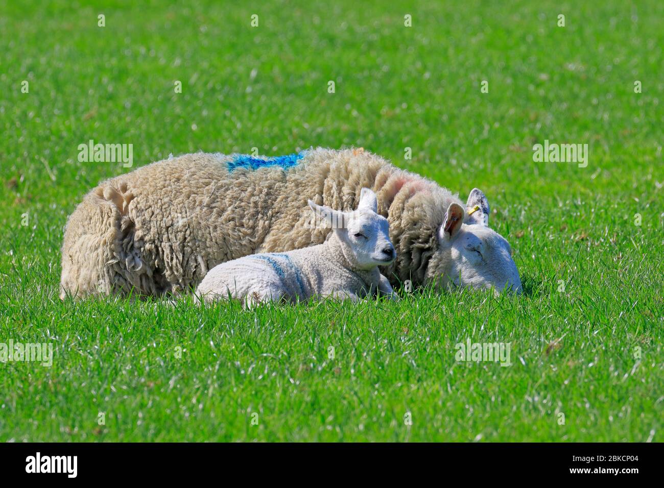 Pecora e agnello di nuova nascita posati in un campo nello Yorkshire occidentale, Inghilterra, Regno Unito. Foto Stock