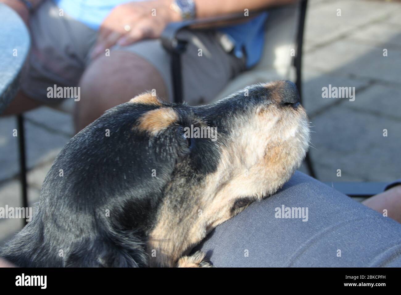 Fedele Hound Foto Stock