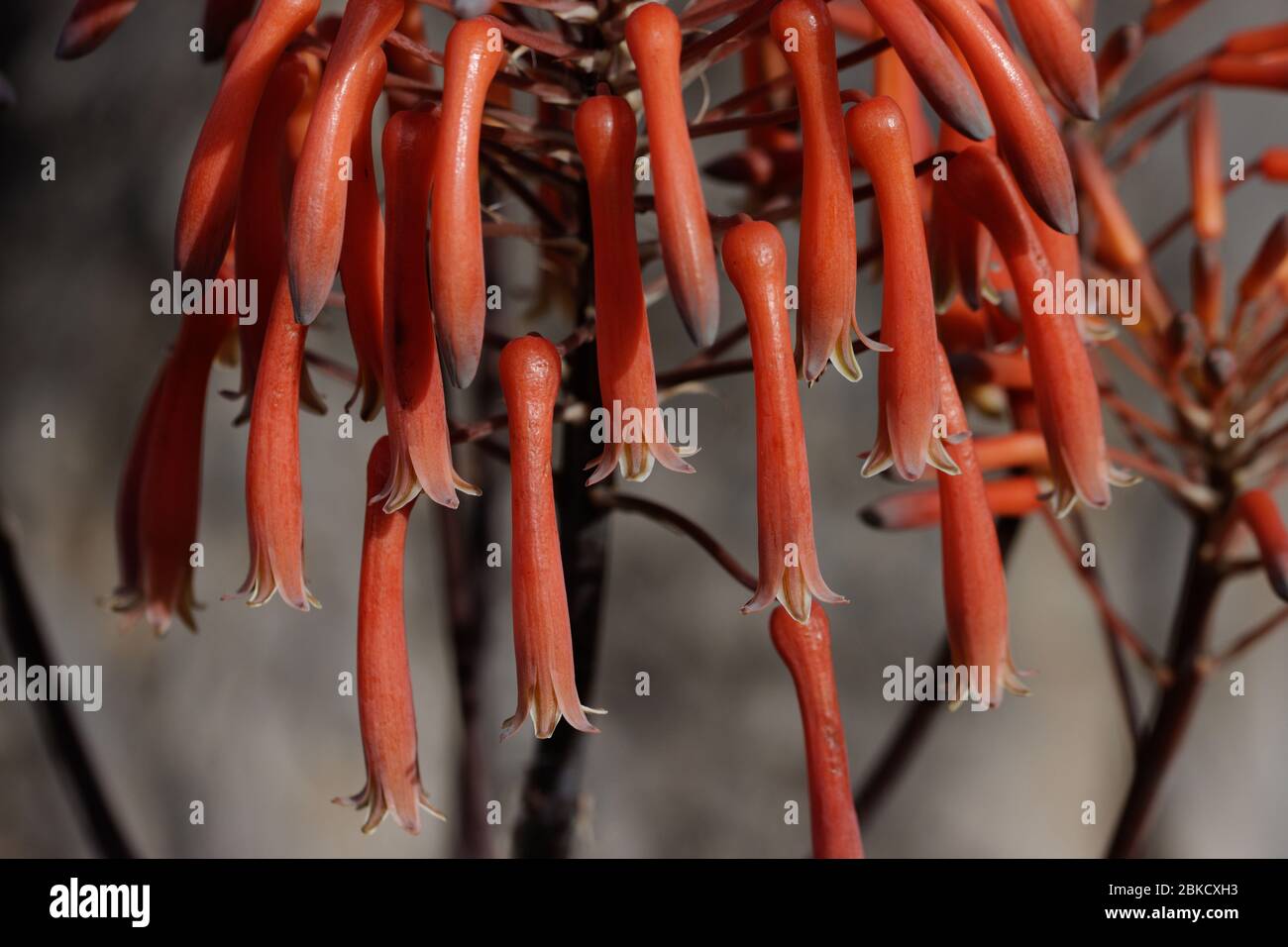 Aloe maculata (sinonimo Aloe saponaria; comunemente noto come soap aloe o zebra aloe) è una specie di aloe dell'Africa australe. Foto Stock